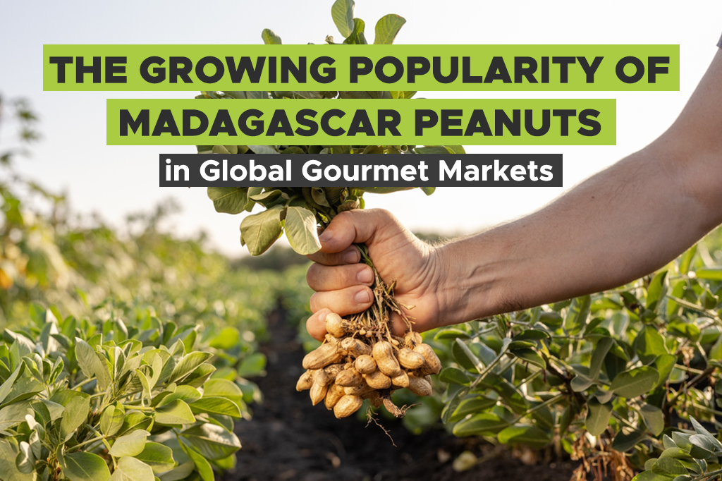 The Growing Popularity of Madagascar Peanuts in Global Gourmet Markets