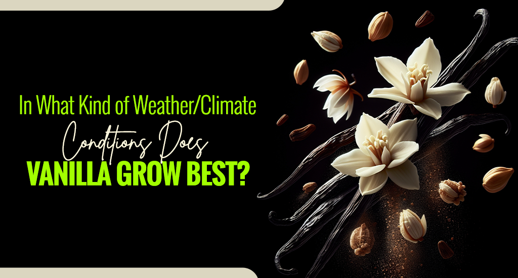 In What Kind of Weather/Climate Conditions Does Vanilla Grow Best?